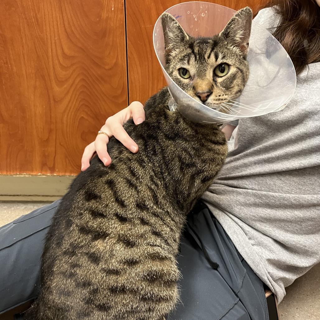 Enlarge Hartley, a Adoptable Domestic Short Hair in York, PA image 2/6