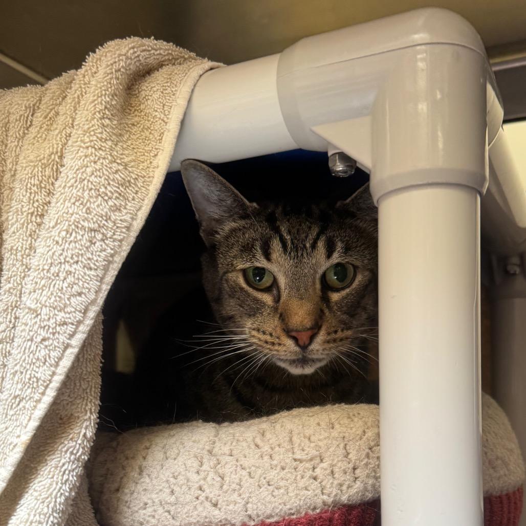 Enlarge Hartley, a Adoptable Domestic Short Hair in York, PA image 3/6