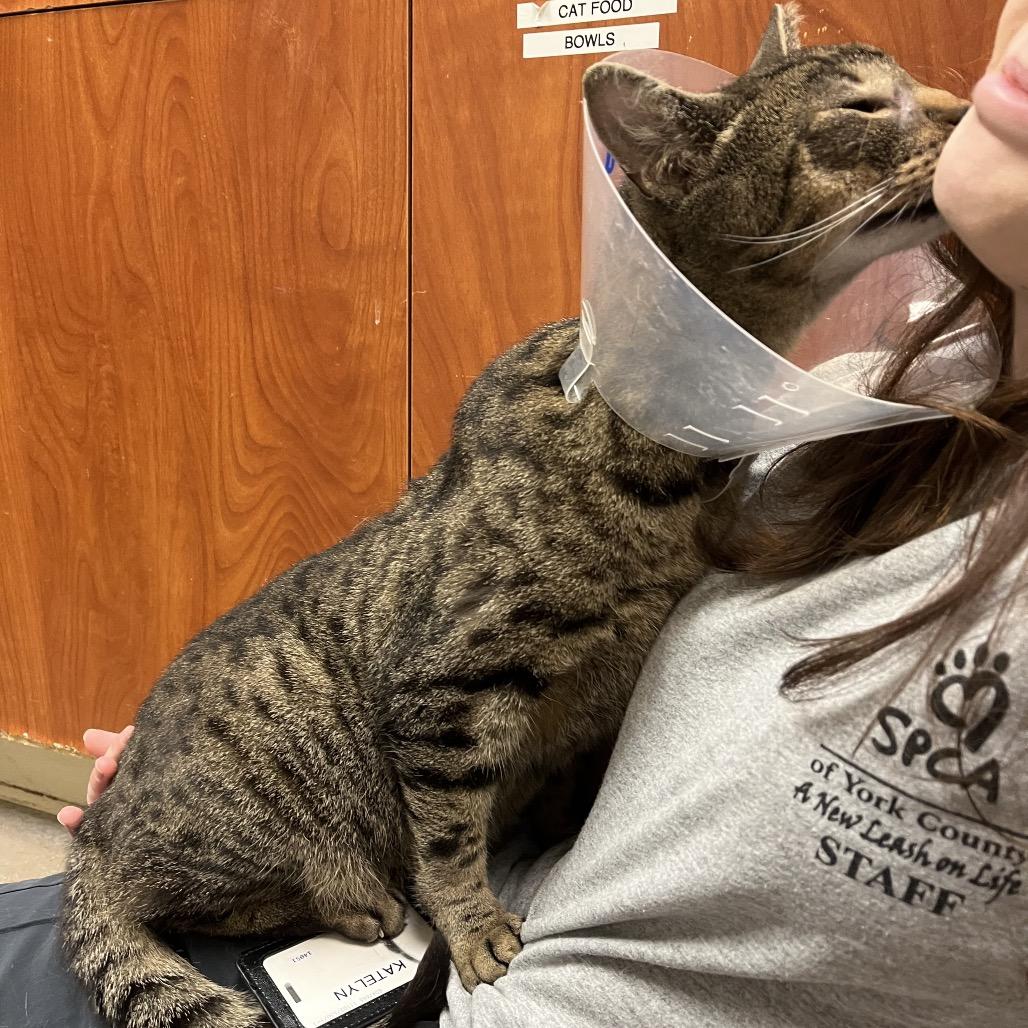 Enlarge Hartley, a Adoptable Domestic Short Hair in York, PA image 5/6