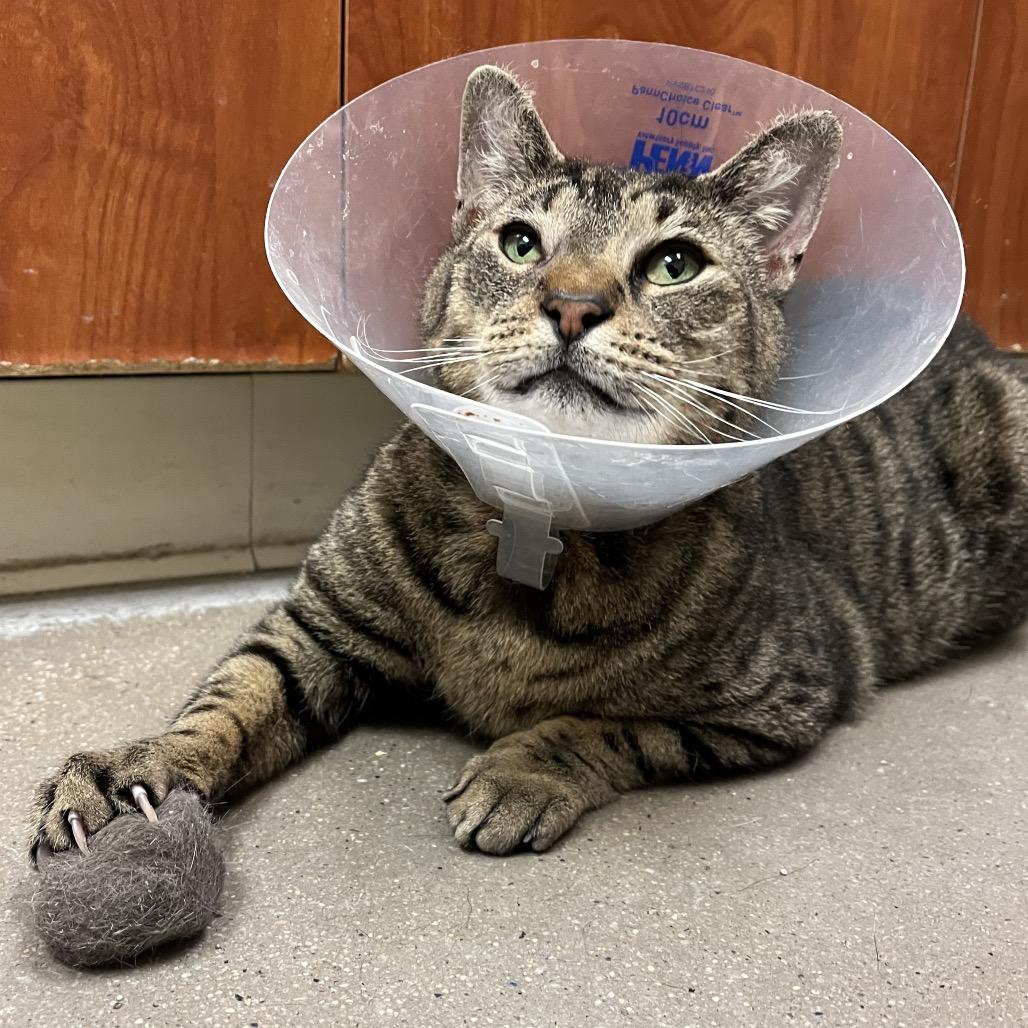 Enlarge Hartley, a Adoptable Domestic Short Hair in York, PA image 6/6