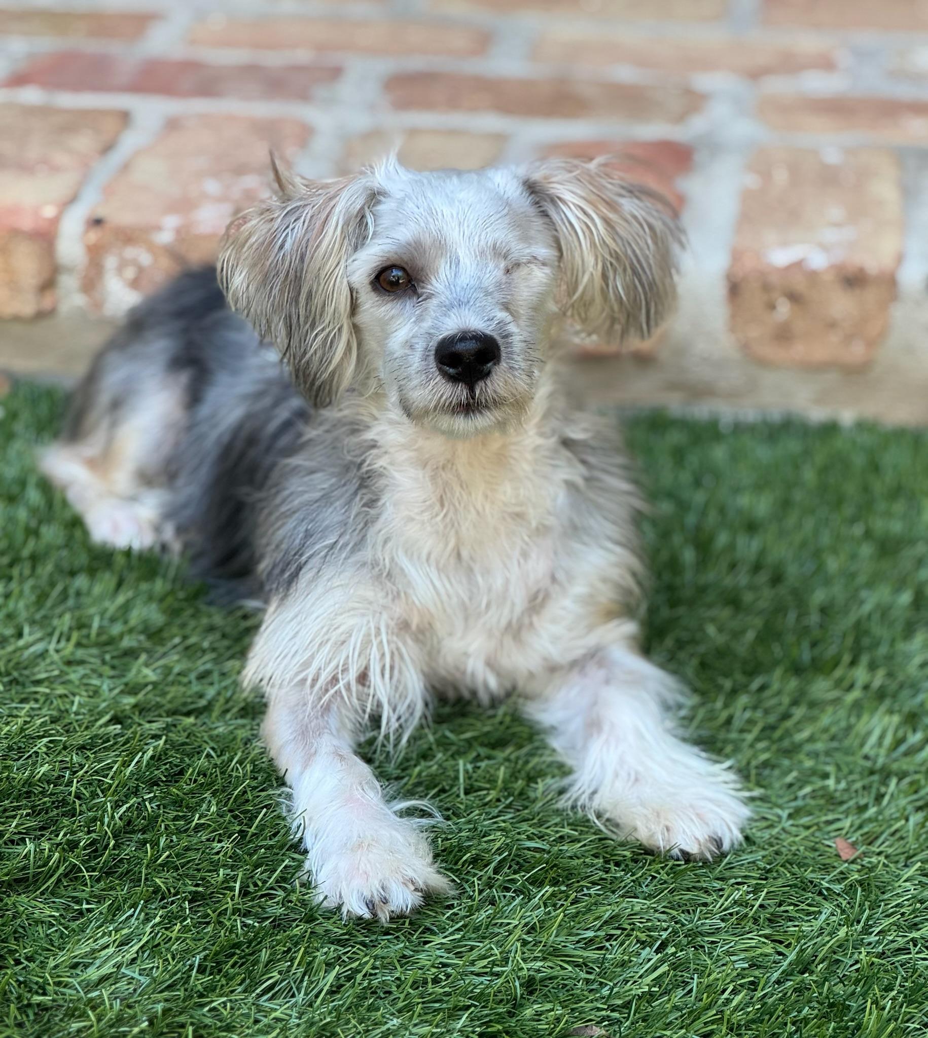Enlarge Rigatoni, a Adopted mixed breed in Fountain, CO image 1/6