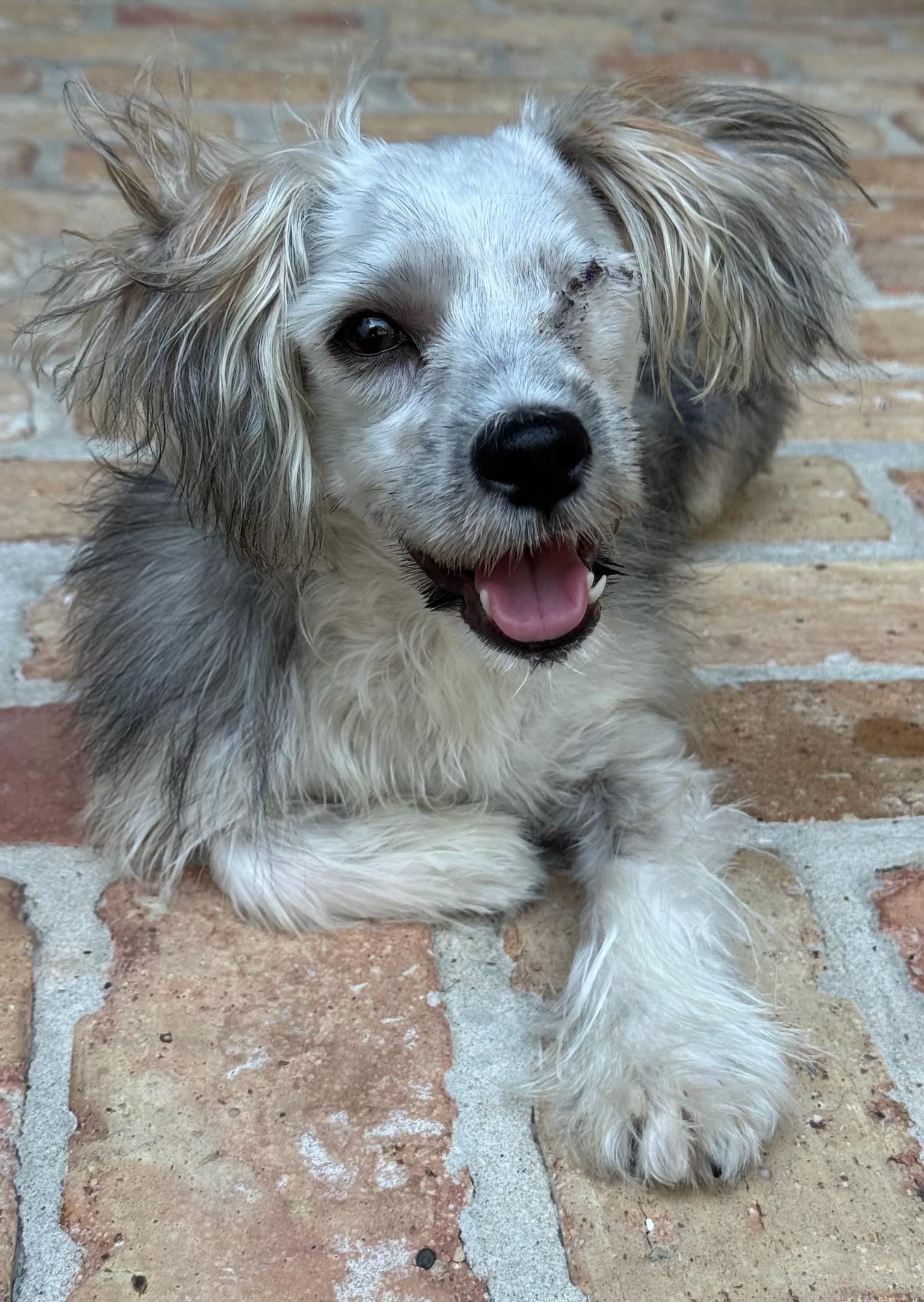 Enlarge Rigatoni, a Adopted mixed breed in Fountain, CO image 4/6