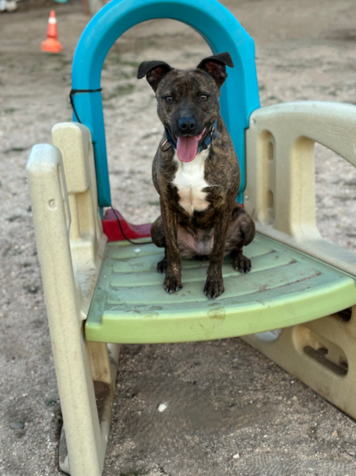 Millie, a Adoptable mixed breed in Hesperia, CA image 3/4