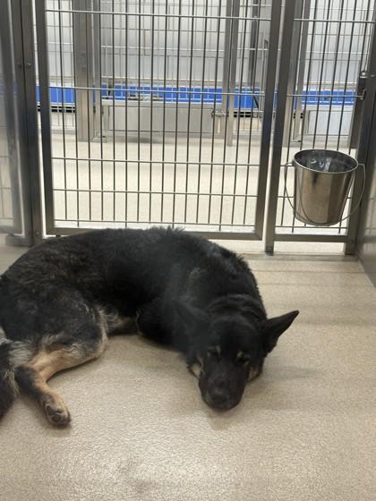 Enlarge Remy, a Adoptable mixed breed in North Richland Hills, TX image 1/1