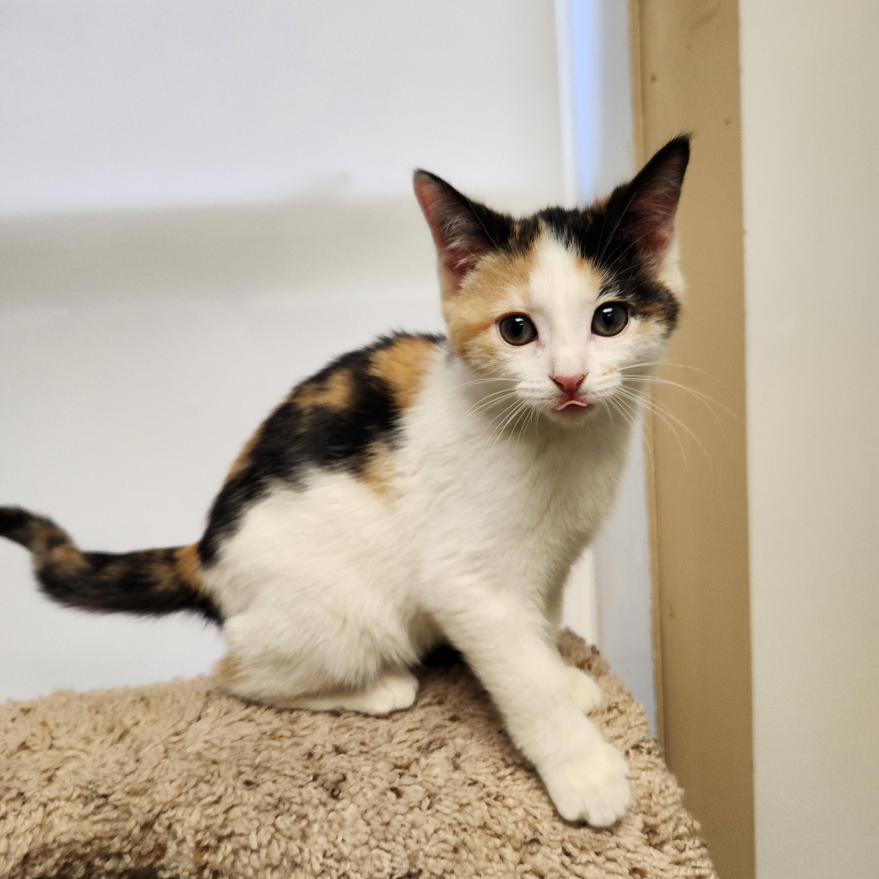 Enlarge Oriel, a ADOPTABLE mixed breed in Waupun, WI image 3/4