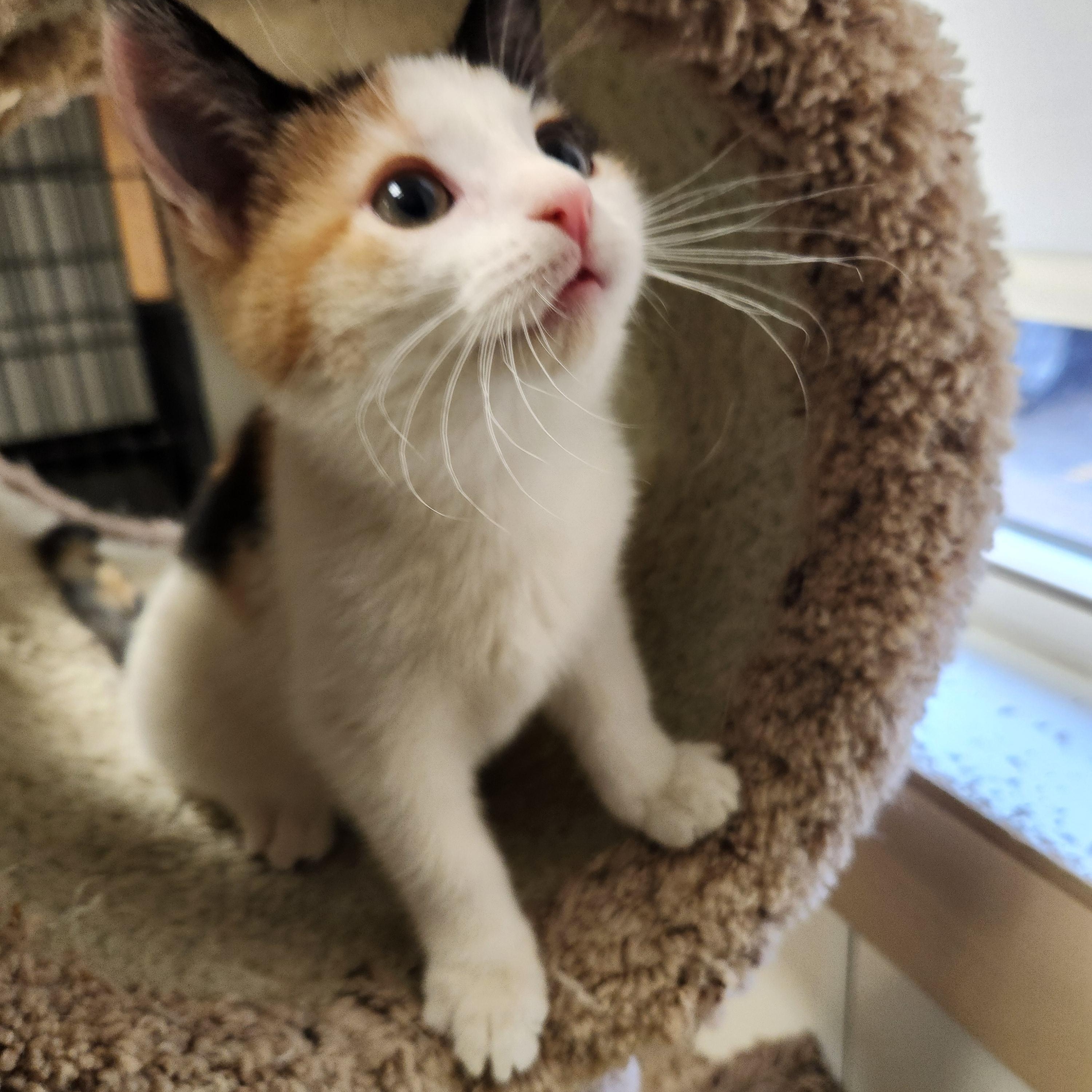 Enlarge Oriel, a ADOPTABLE mixed breed in Waupun, WI image 2/4