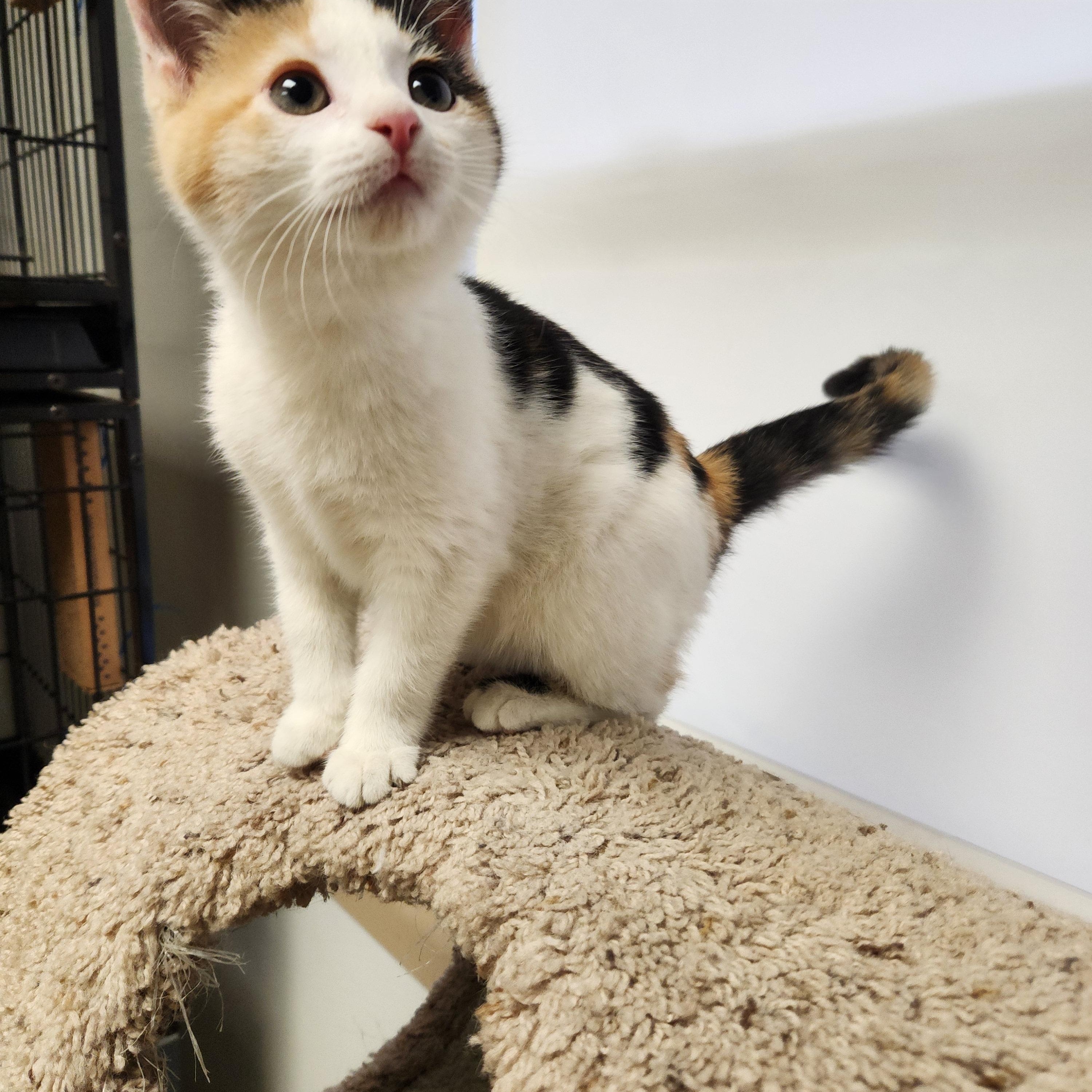 Enlarge Oriel, a ADOPTABLE mixed breed in Waupun, WI image 1/4