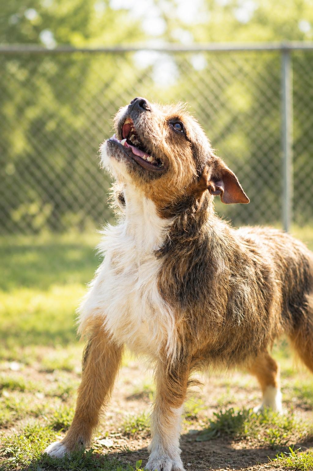 FEROCIOUS 032-26, a ADOPTABLE mixed breed in Cambridge, OH image 2/6