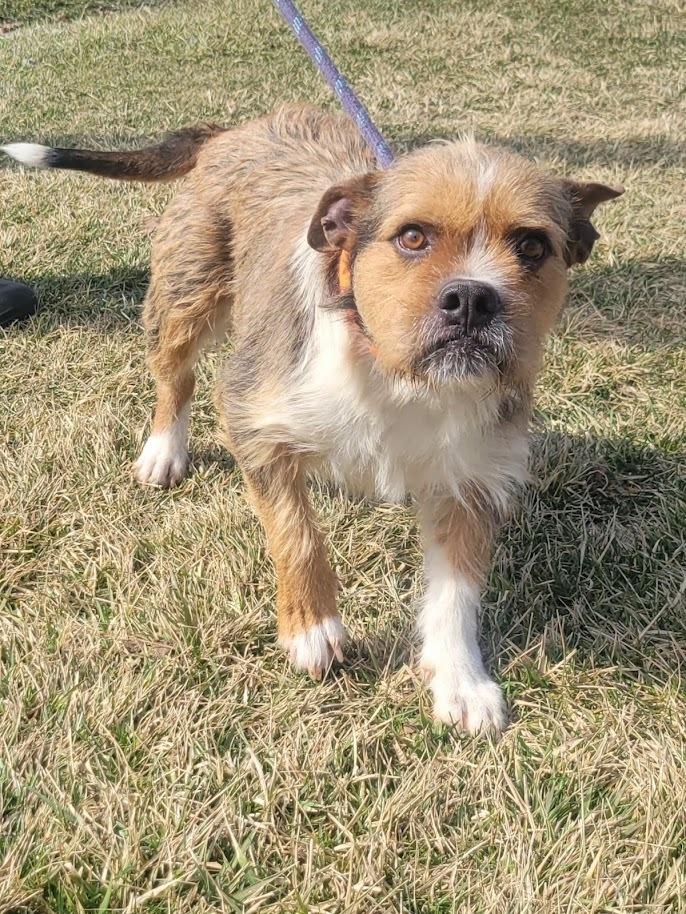 Enlarge Macho 032-26, a ADOPTABLE mixed breed in Cambridge, OH image 3/3