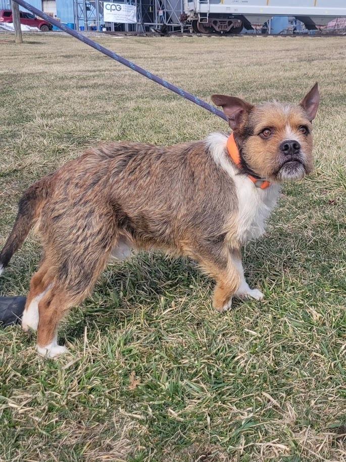 Enlarge Macho 032-26, a ADOPTABLE mixed breed in Cambridge, OH image 2/3