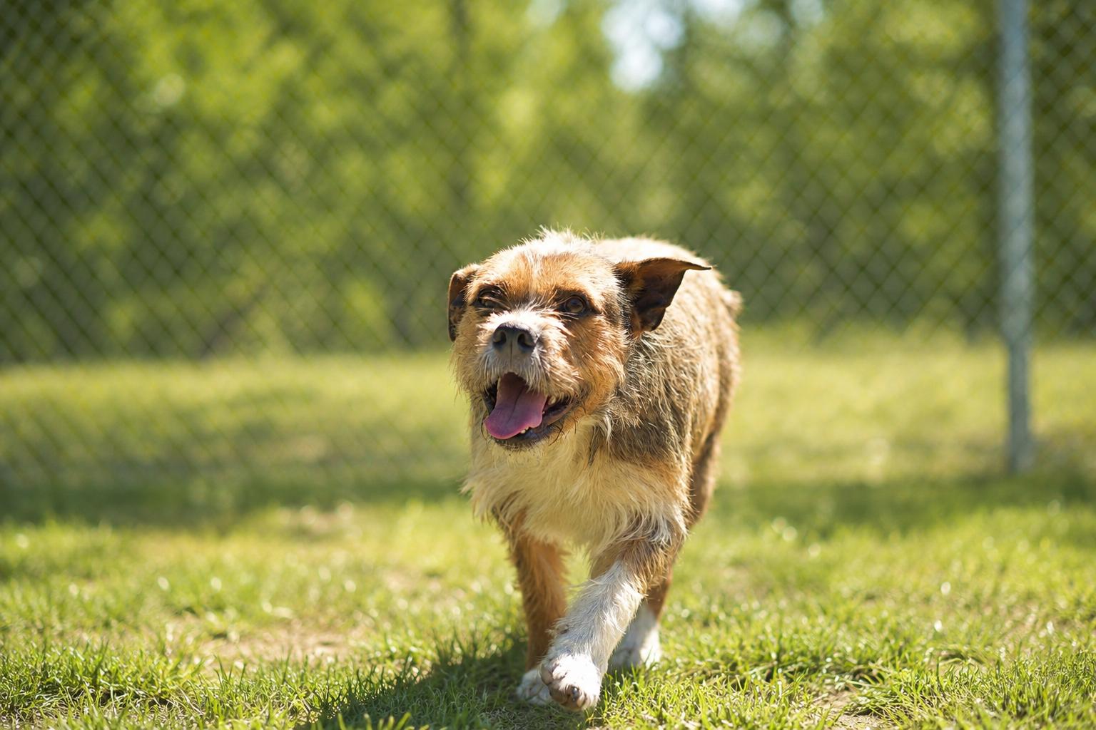 FEROCIOUS 032-26, ADOPTABLE, Adult Male Wirehaired Terrier.