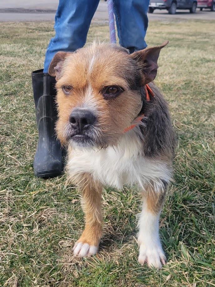 Enlarge Macho 032-26, a ADOPTABLE mixed breed in Cambridge, OH image 1/3