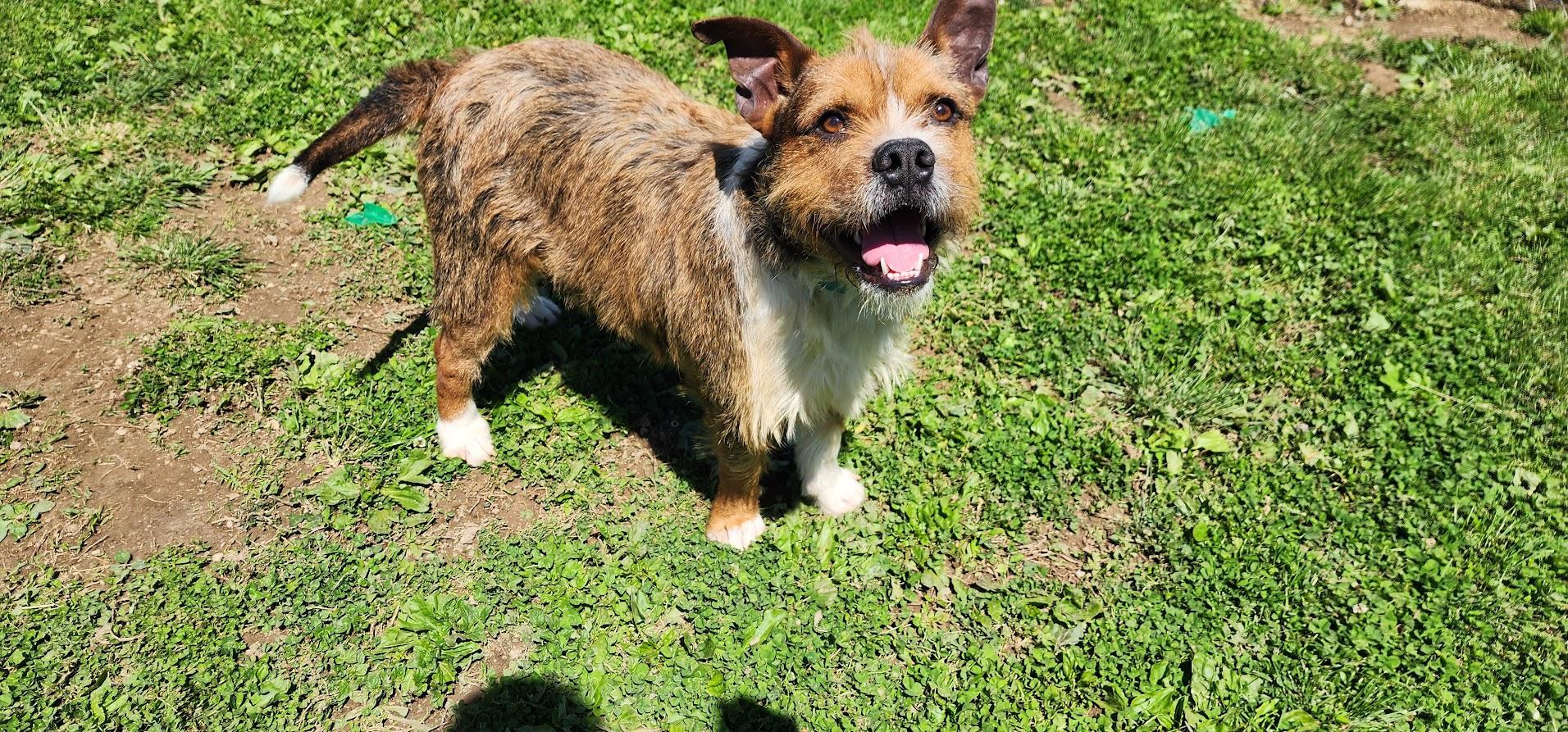 FEROCIOUS 032-26, a ADOPTABLE mixed breed in Cambridge, OH image 6/6