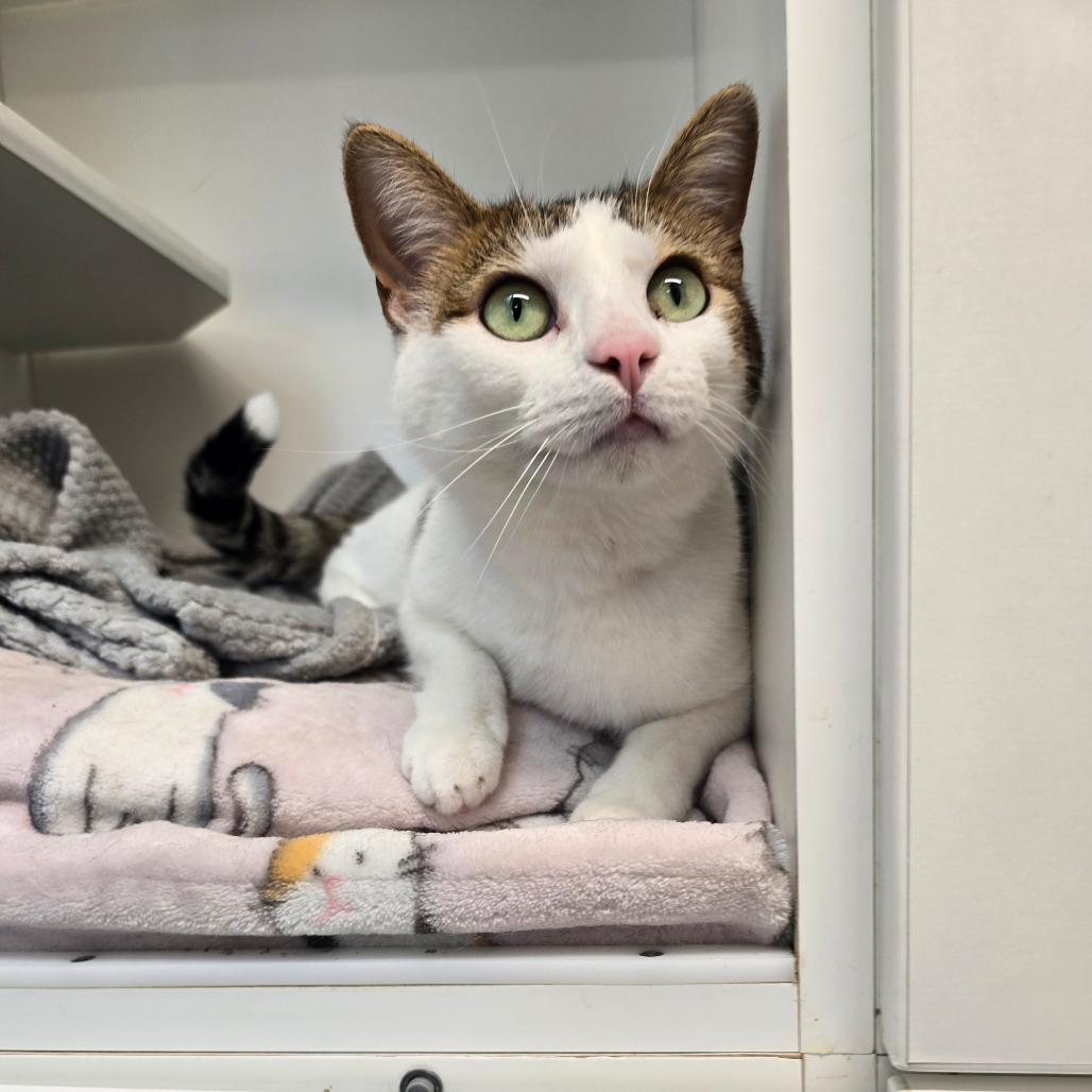 Enlarge Marie Curie, a Adoptable mixed breed in Jasper, IN image 1/1