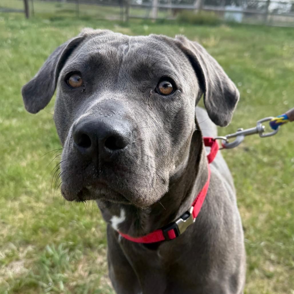 Brandy, Adoptable, Adult Female Mixed Breed.