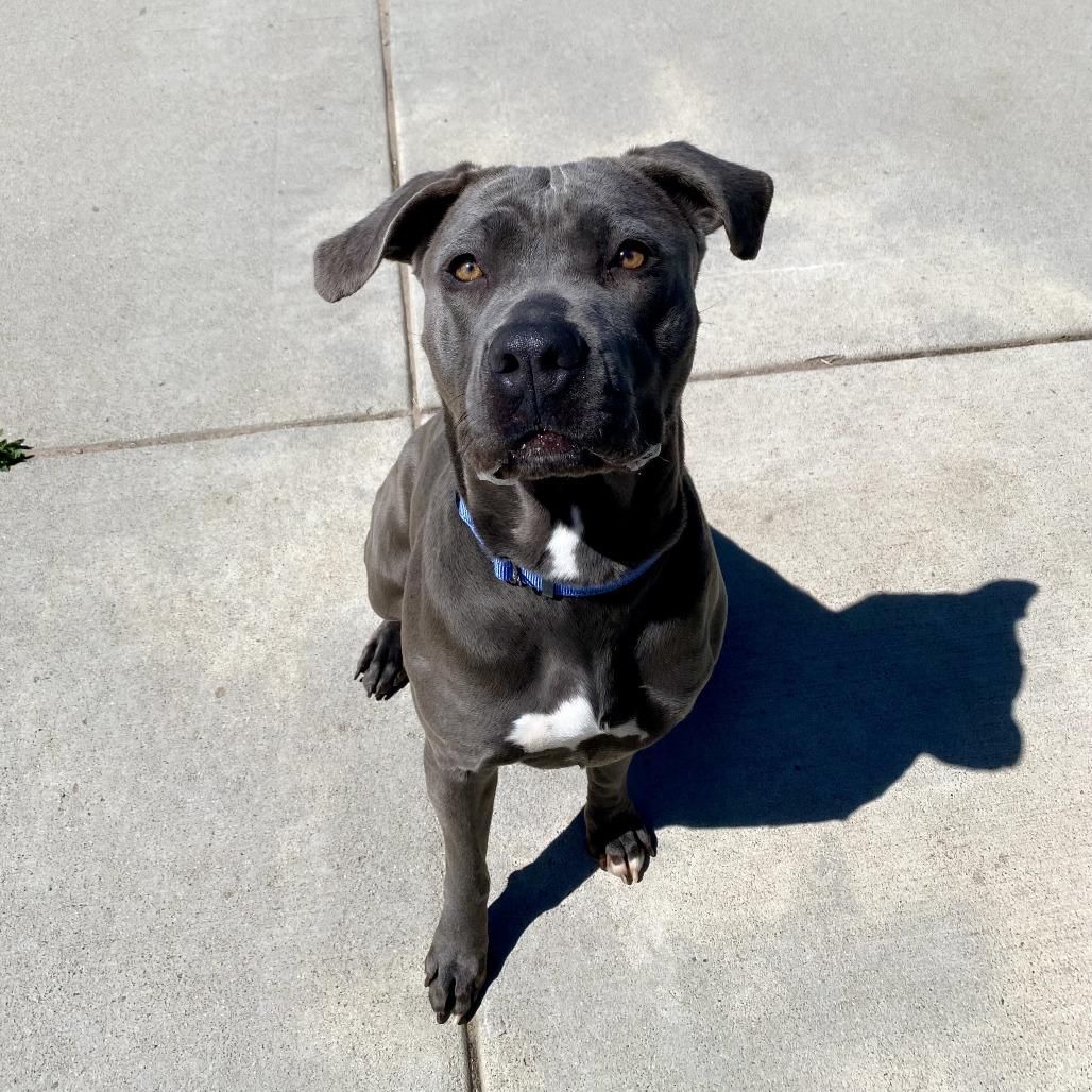 Brandy, a Adoptable Mixed Breed in Cheyenne, WY image 2/3
