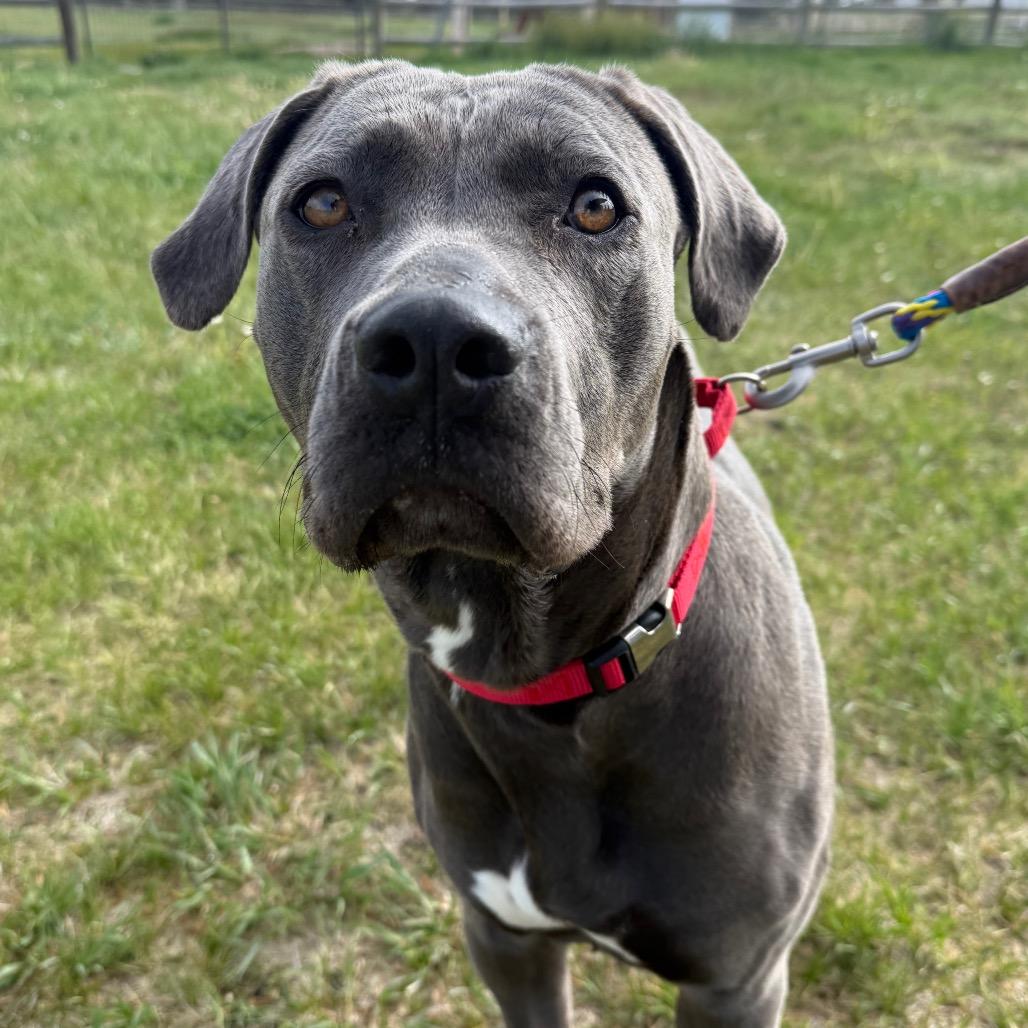 Brandy, a Adoptable Mixed Breed in Cheyenne, WY image 3/3