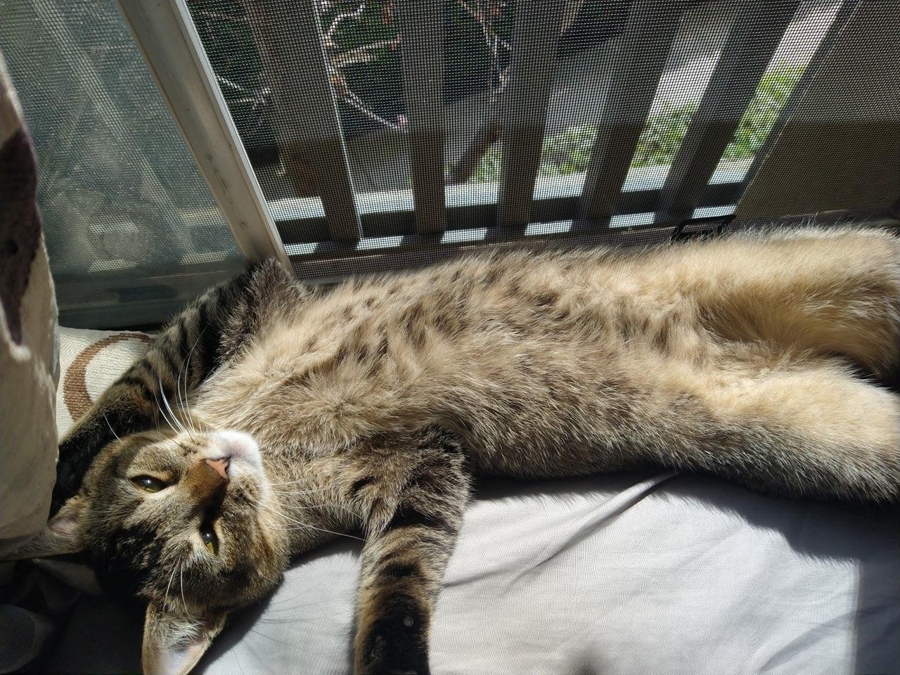 Enlarge Sterling - A purr machine!, a ADOPTABLE mixed breed in Fountain Valley, CA image 2/3