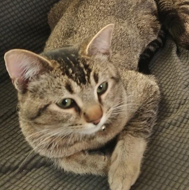 Sterling - A purr machine!, ADOPTABLE, Adult Male Abyssinian & Tabby.