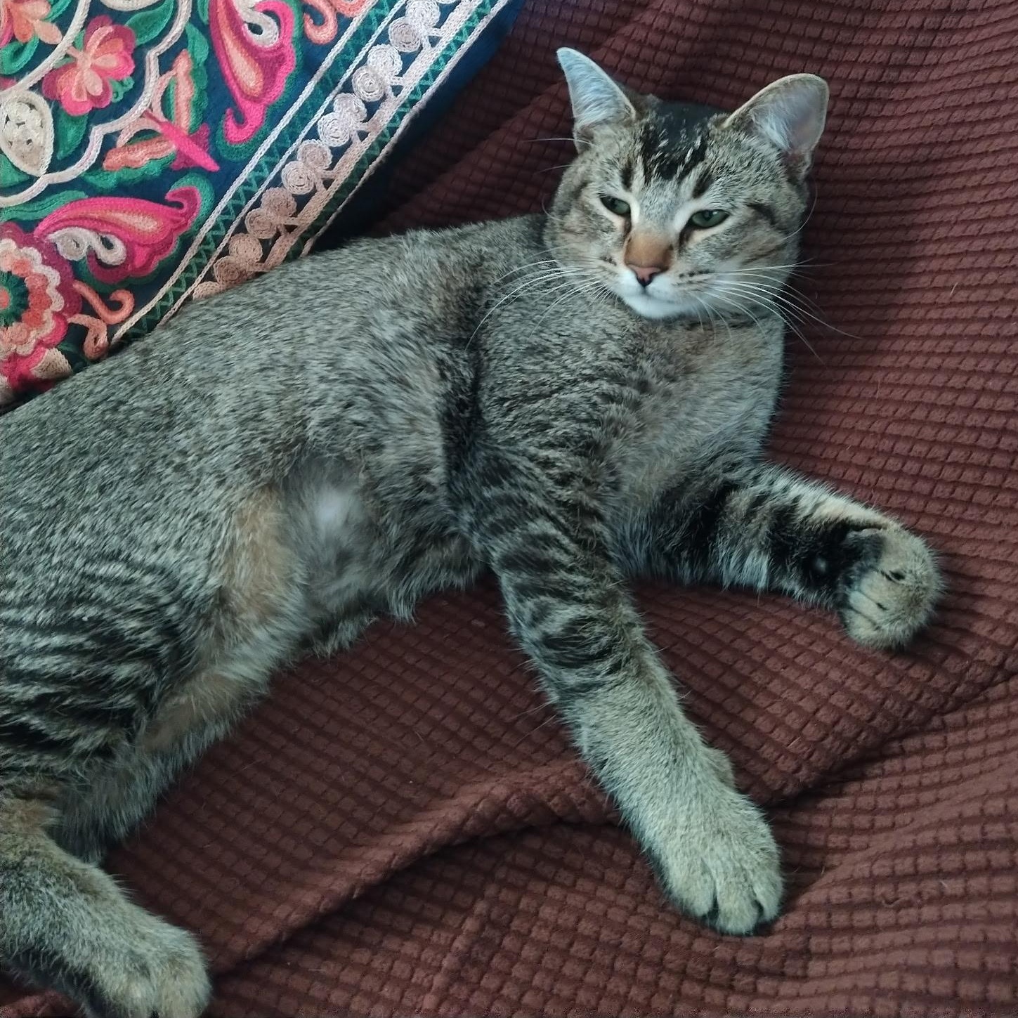 Enlarge Sterling - A purr machine!, a ADOPTABLE mixed breed in Fountain Valley, CA image 3/3