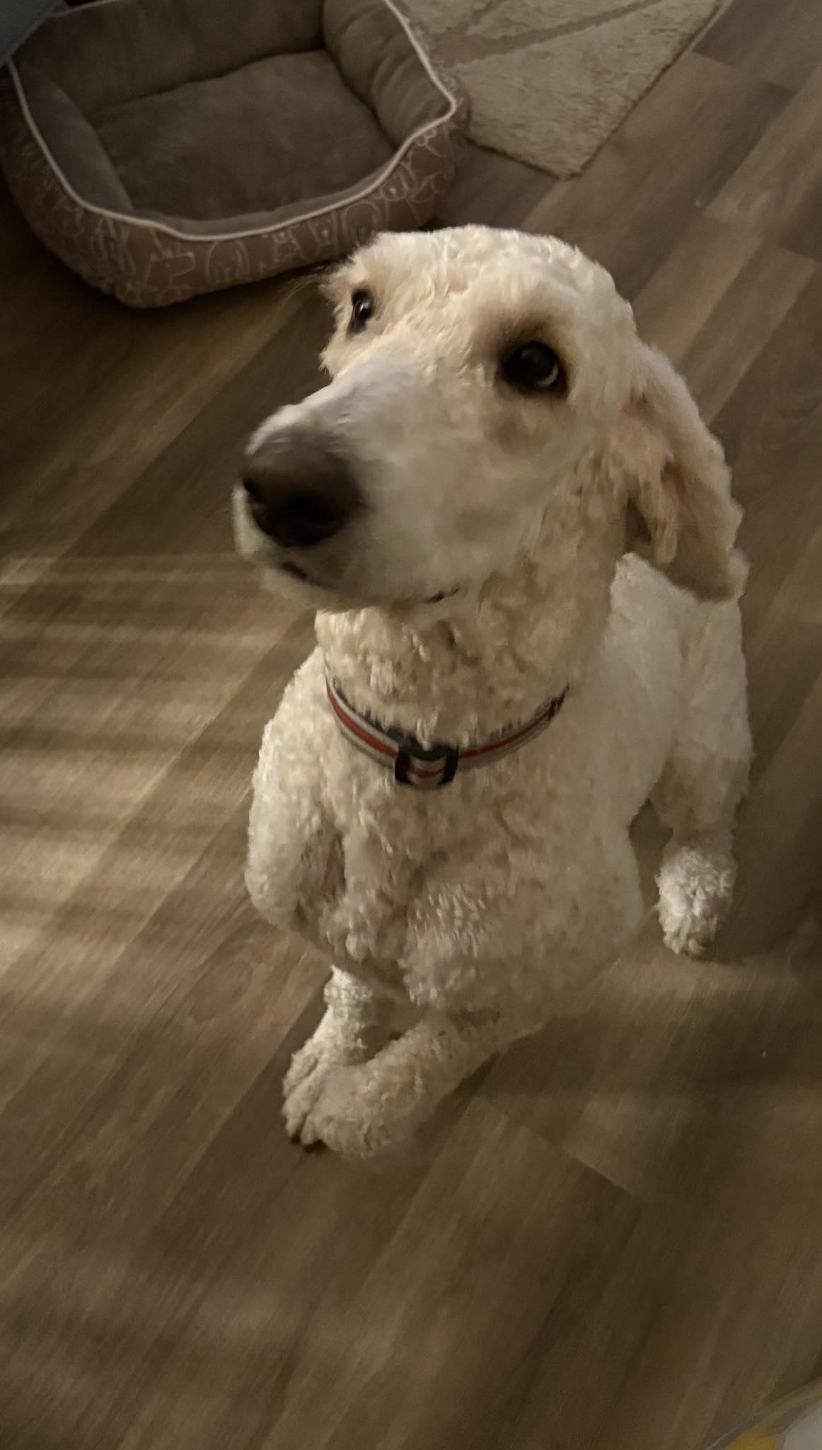 Enlarge Paddy, a ADOPTABLE Standard Poodle in Bloomington, IL image 1/1