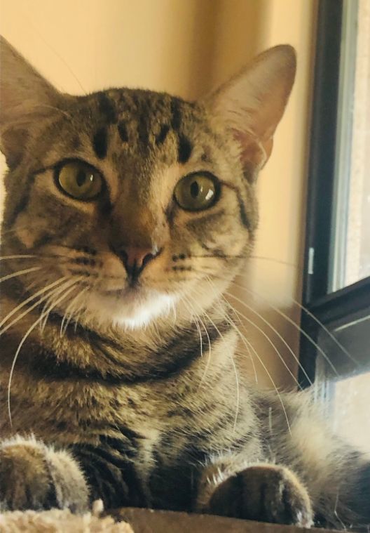 POPPY, Adoptable, Adult Female Tabby.