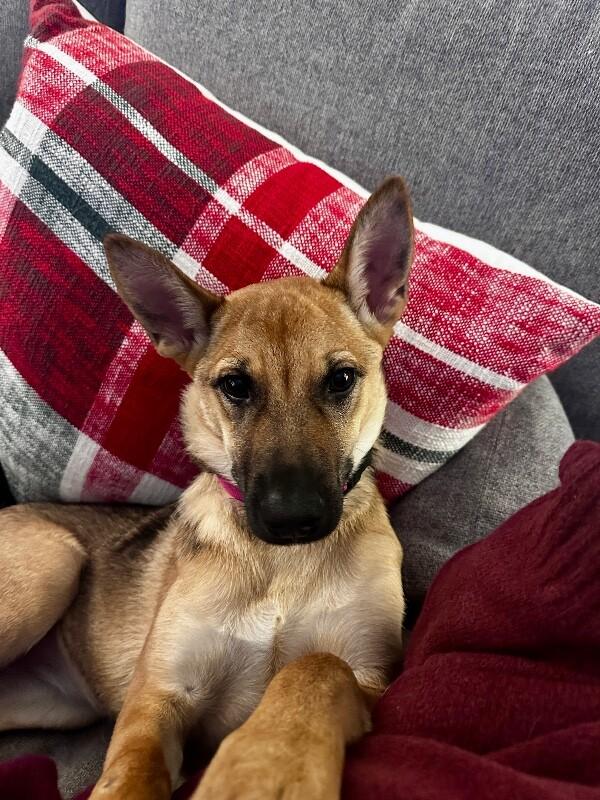 Skye, a Adoptable German Shepherd Dog in Seattle, WA image 3/6