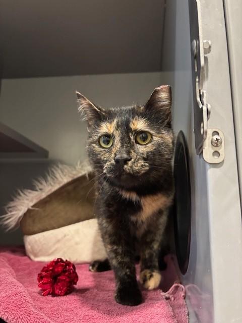BUBBLES, Adoptable, Adult Female Domestic Short Hair.