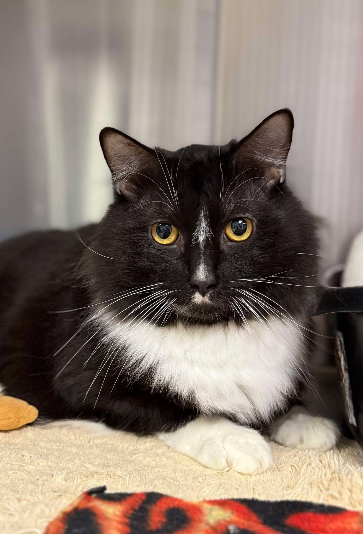 Enlarge Tex, a Adoptable Domestic Medium Hair in Medford, OR image 1/1