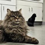 Enlarge Milo, an adopted Domestic Long Hair in Hilliard, OH image 2/3