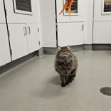 Enlarge Milo, an adopted Domestic Long Hair in Hilliard, OH image 3/3