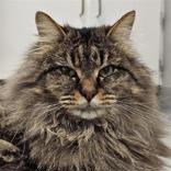 Milo, adopted, Young Male Domestic Long Hair.