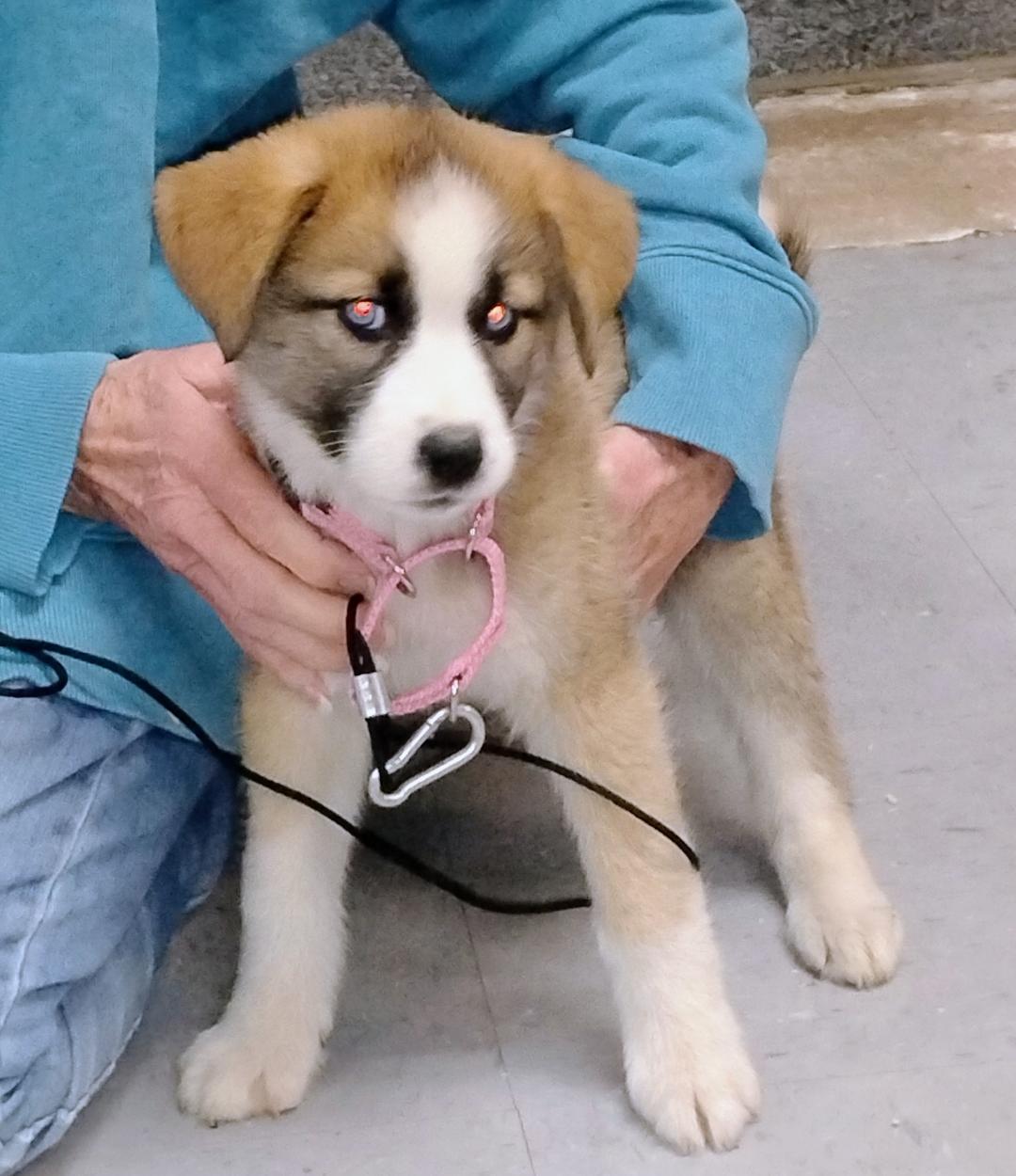 Enlarge Bluebell, a Adoptable mixed breed in Sulphur, OK image 1/2