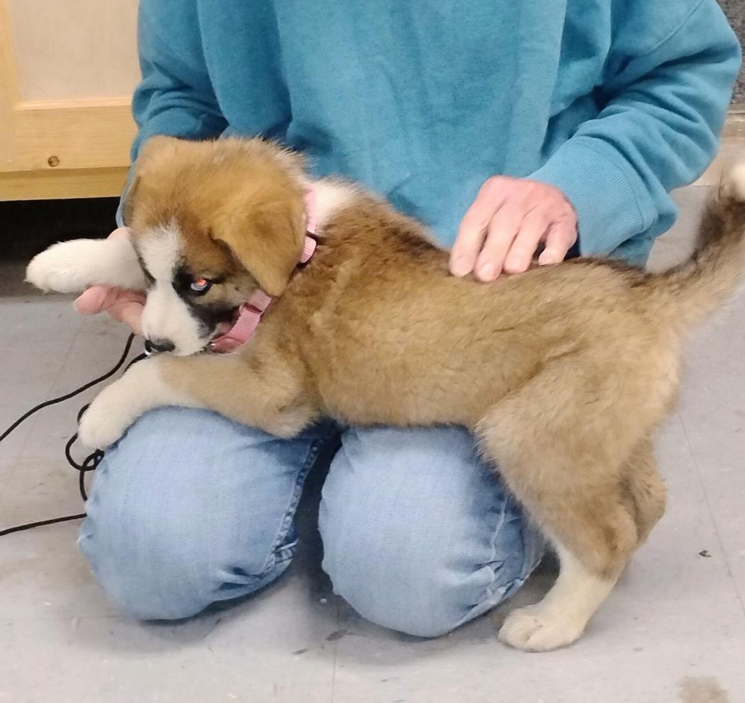 Enlarge Bluebell, a Adoptable mixed breed in Sulphur, OK image 2/2