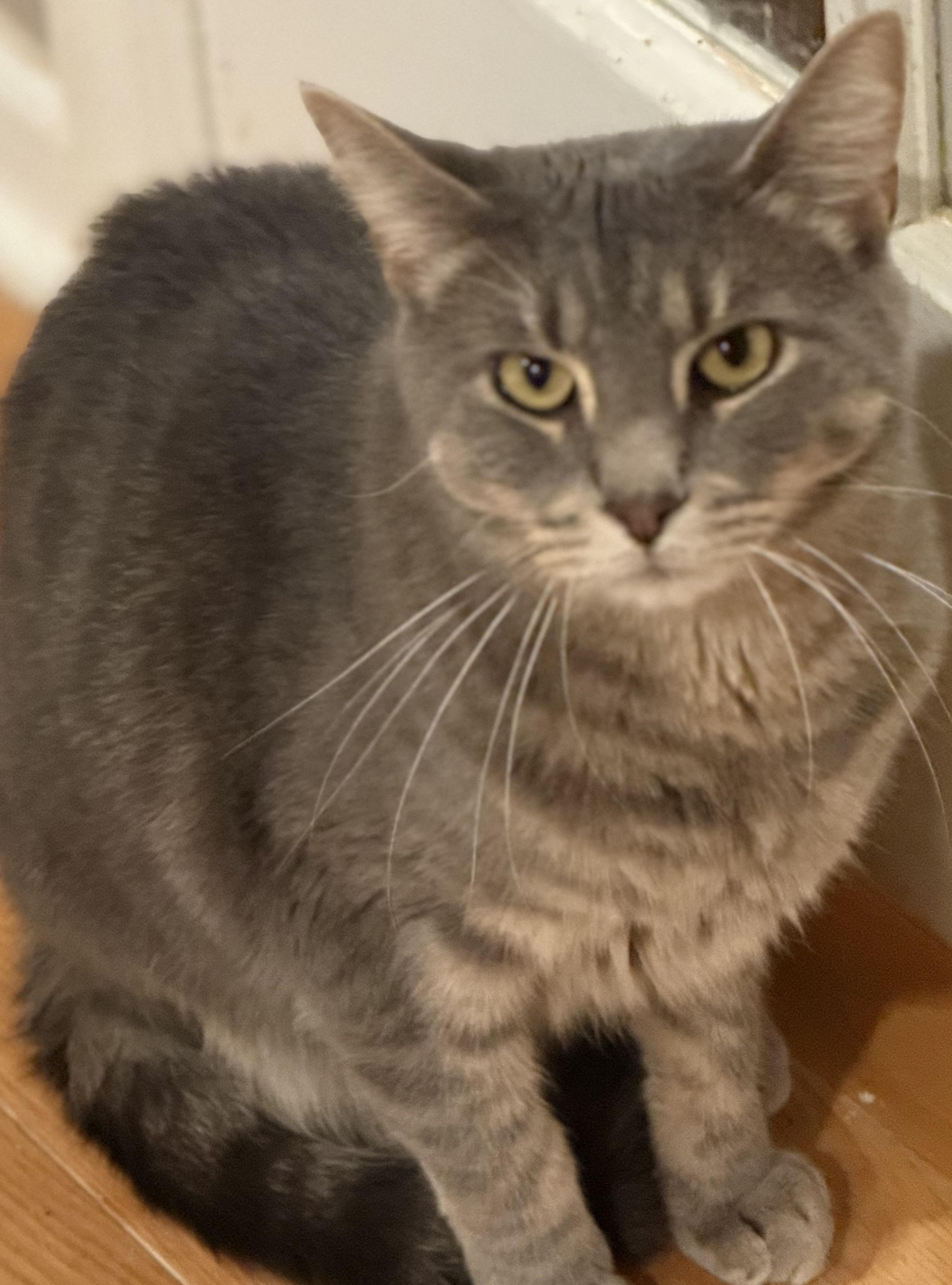 Teddy, Adoptable, Adult Male Domestic Short Hair.