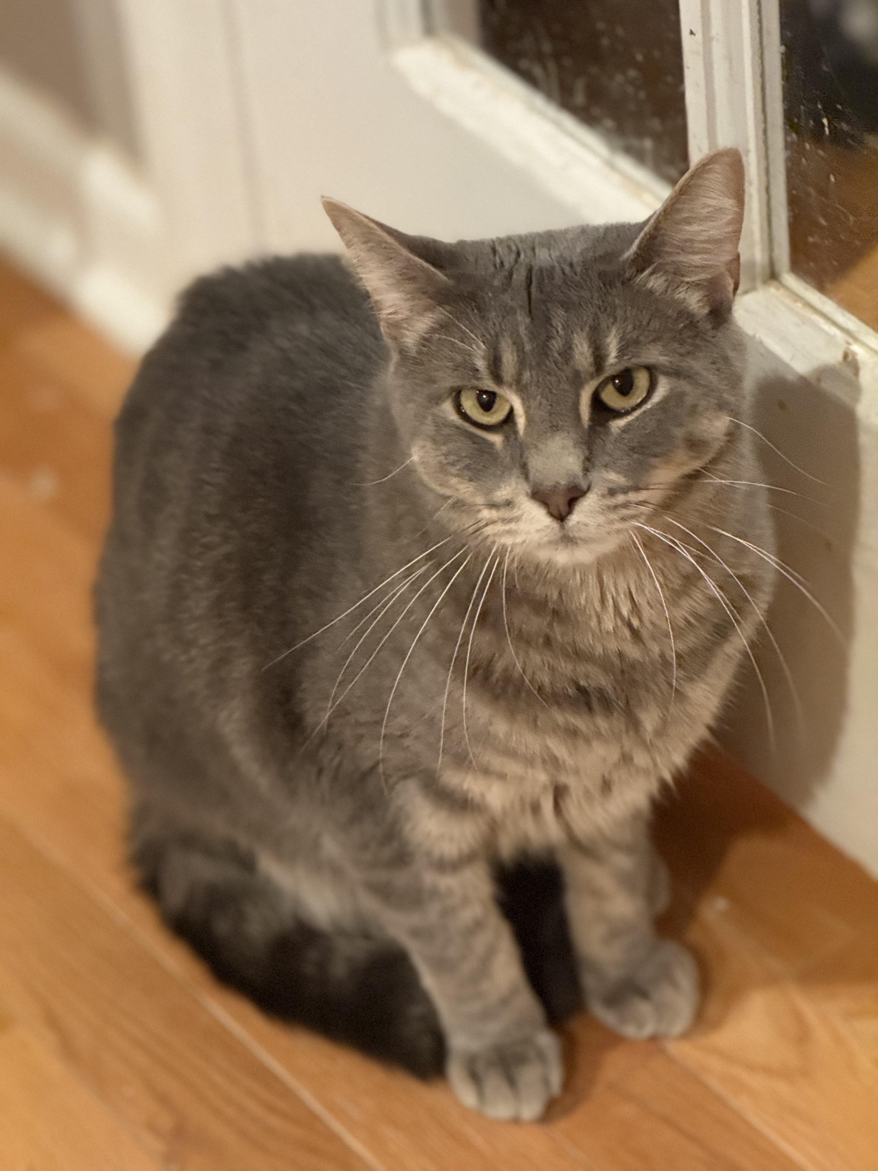 Enlarge Teddy, a Adoptable Domestic Short Hair in Old Bridge, NJ image 2/2