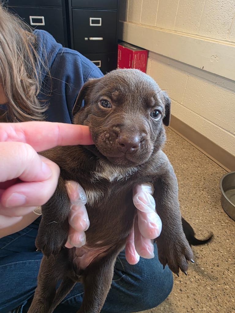 Whiskey, Adoptable, Puppy Male Labrador Retriever & Pit Bull Terrier.