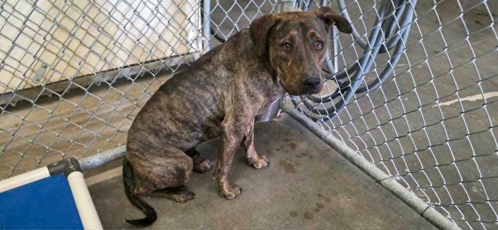 Ranger, Adoptable, Young Male Plott Hound & Labrador Retriever.