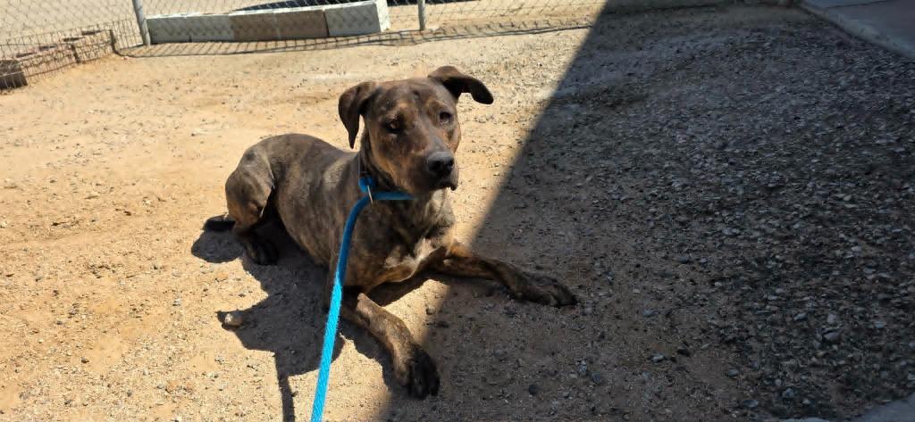 Enlarge Ranger, a Adoptable mixed breed in California City, CA image 2/3