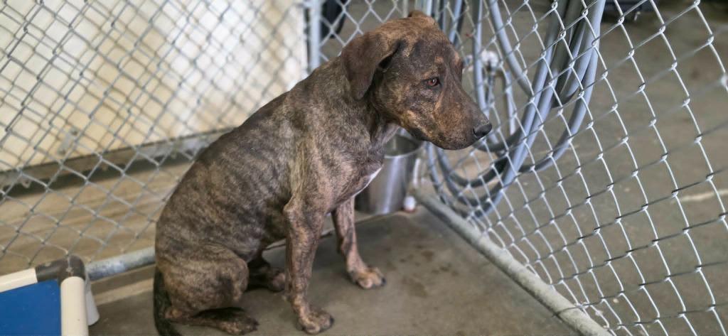 Enlarge Ranger, a Adoptable mixed breed in California City, CA image 3/3