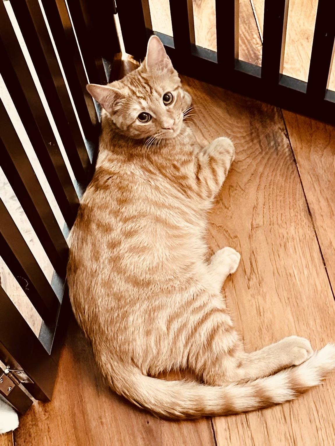 Niko, Adoptable, Kitten Male Domestic Short Hair.