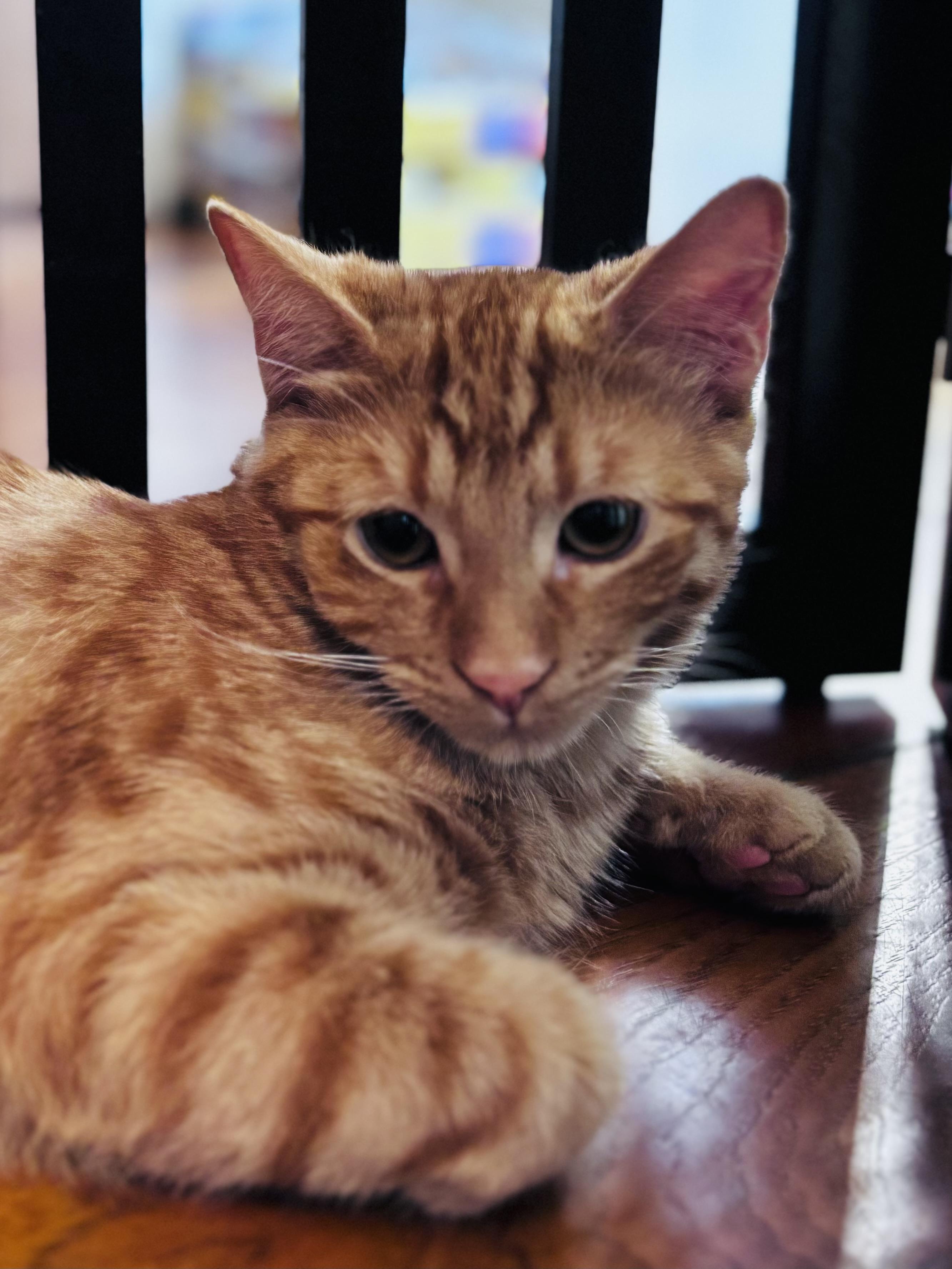 Enlarge Niko, a Adoptable Domestic Short Hair in Campbell, CA image 2/3