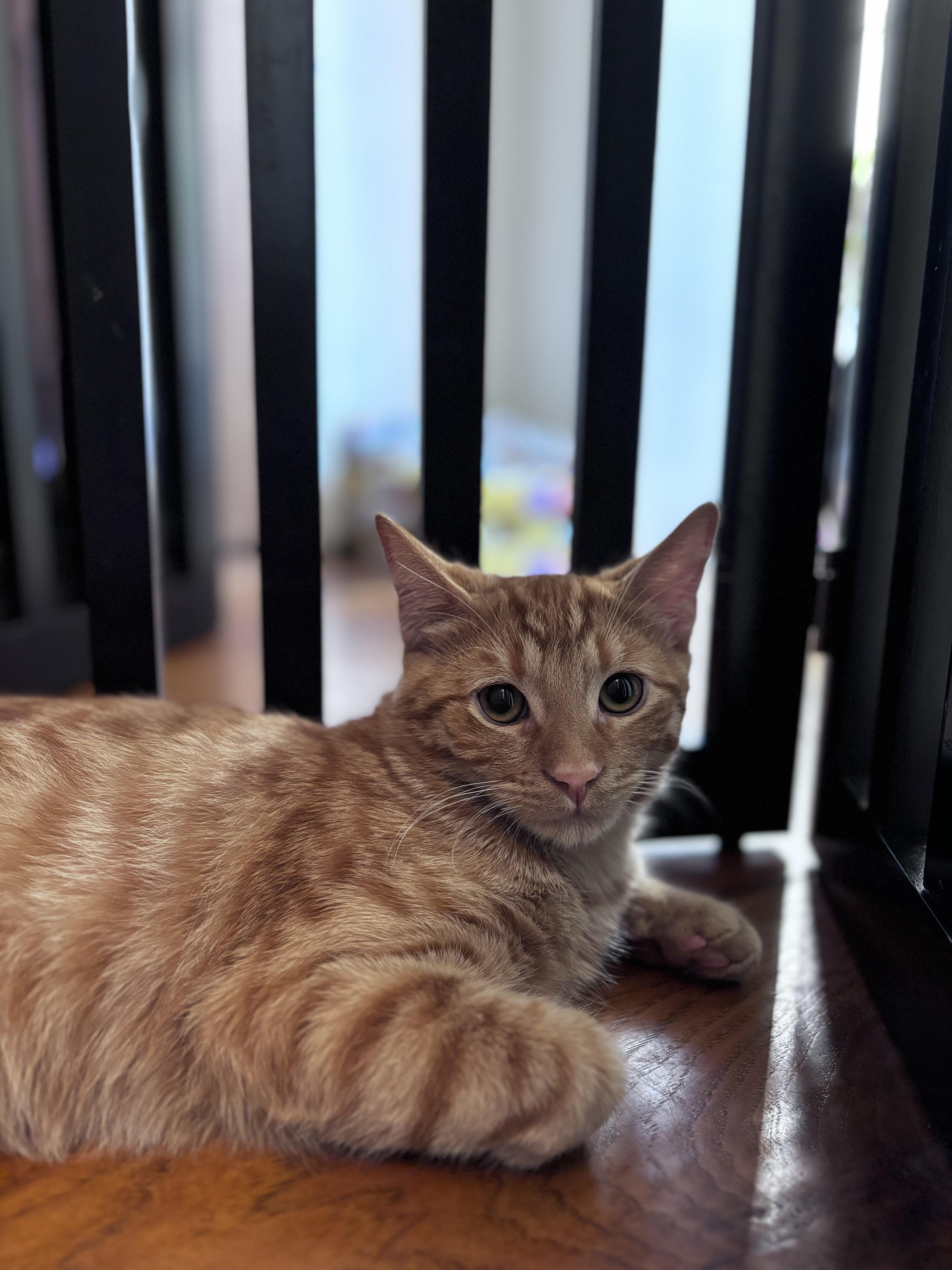 Enlarge Niko, a Adoptable Domestic Short Hair in Campbell, CA image 3/3