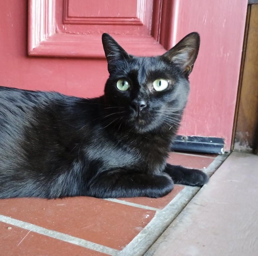 Ms. Valerie Frizzle, a Adoptable Domestic Short Hair in Los Alamitos, CA image 1/6