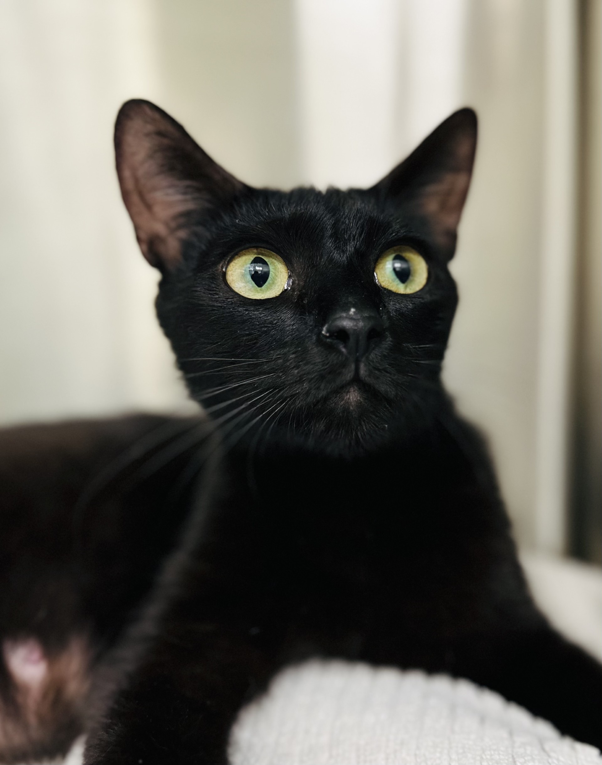 Ms. Valerie Frizzle, a Adoptable Domestic Short Hair in Los Alamitos, CA image 5/6