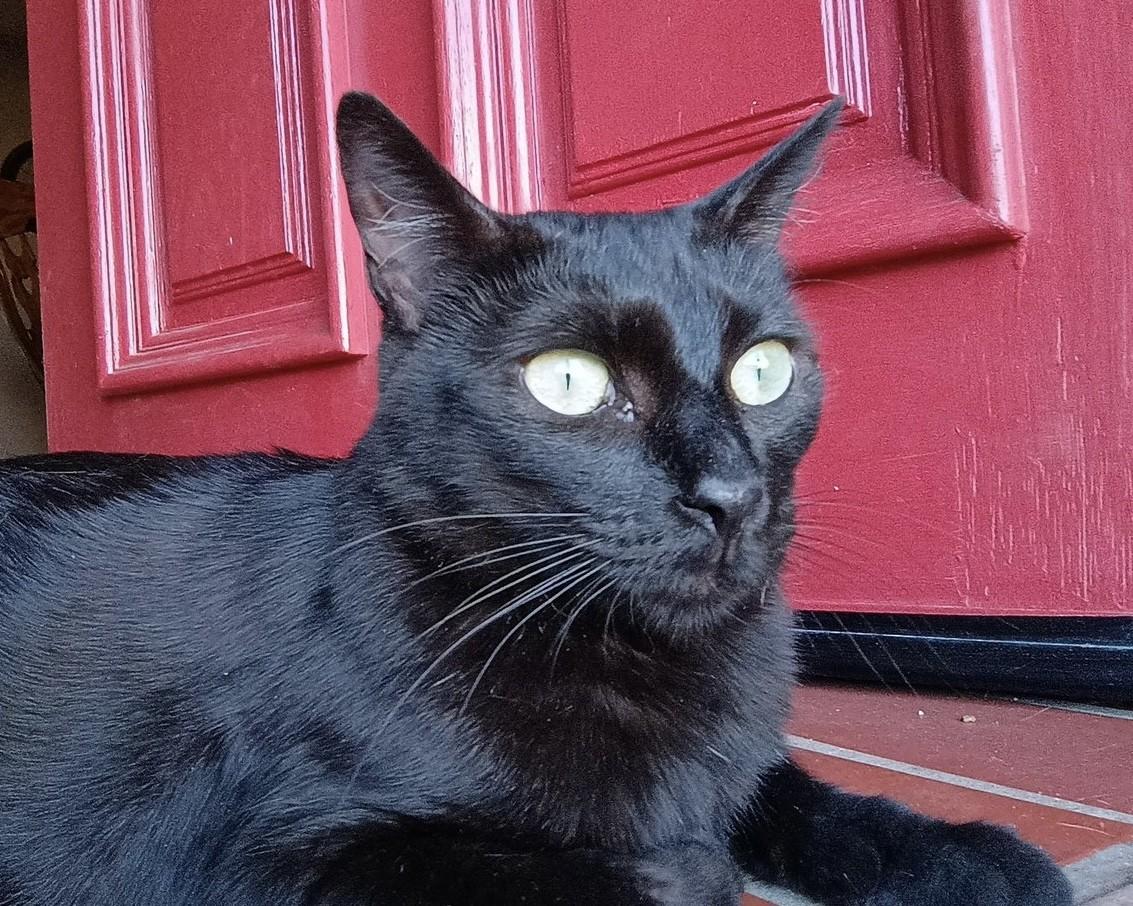 Ms. Valerie Frizzle, a Adoptable Domestic Short Hair in Los Alamitos, CA image 2/6