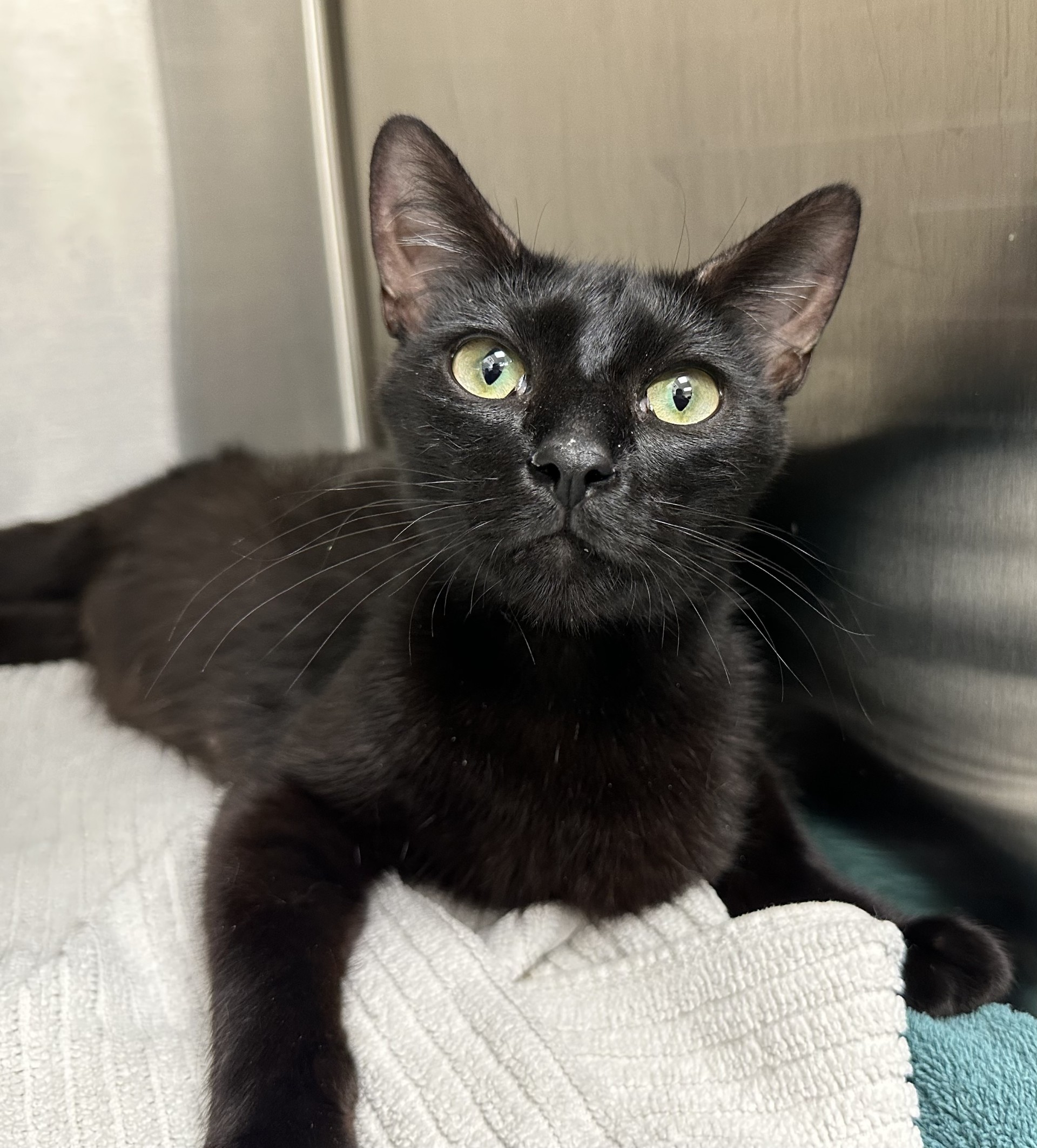 Ms. Valerie Frizzle, a Adoptable Domestic Short Hair in Los Alamitos, CA image 3/6