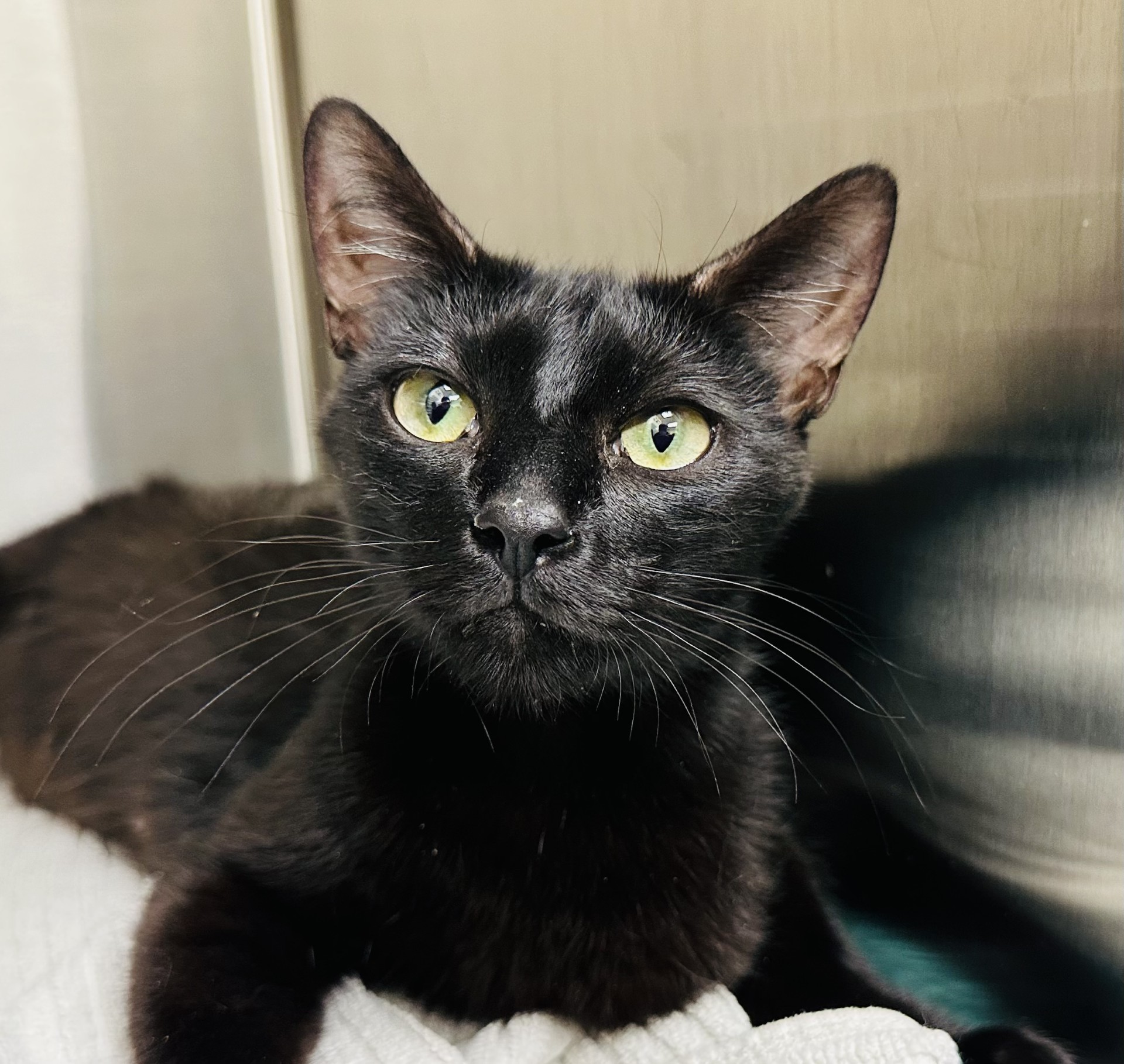 Ms. Valerie Frizzle, a Adoptable Domestic Short Hair in Los Alamitos, CA image 6/6