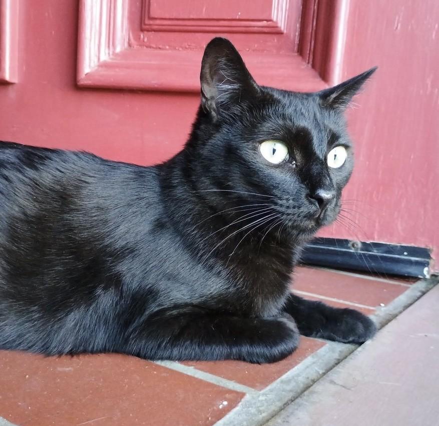 Ms. Valerie Frizzle, a Adoptable Domestic Short Hair in Los Alamitos, CA image 4/6