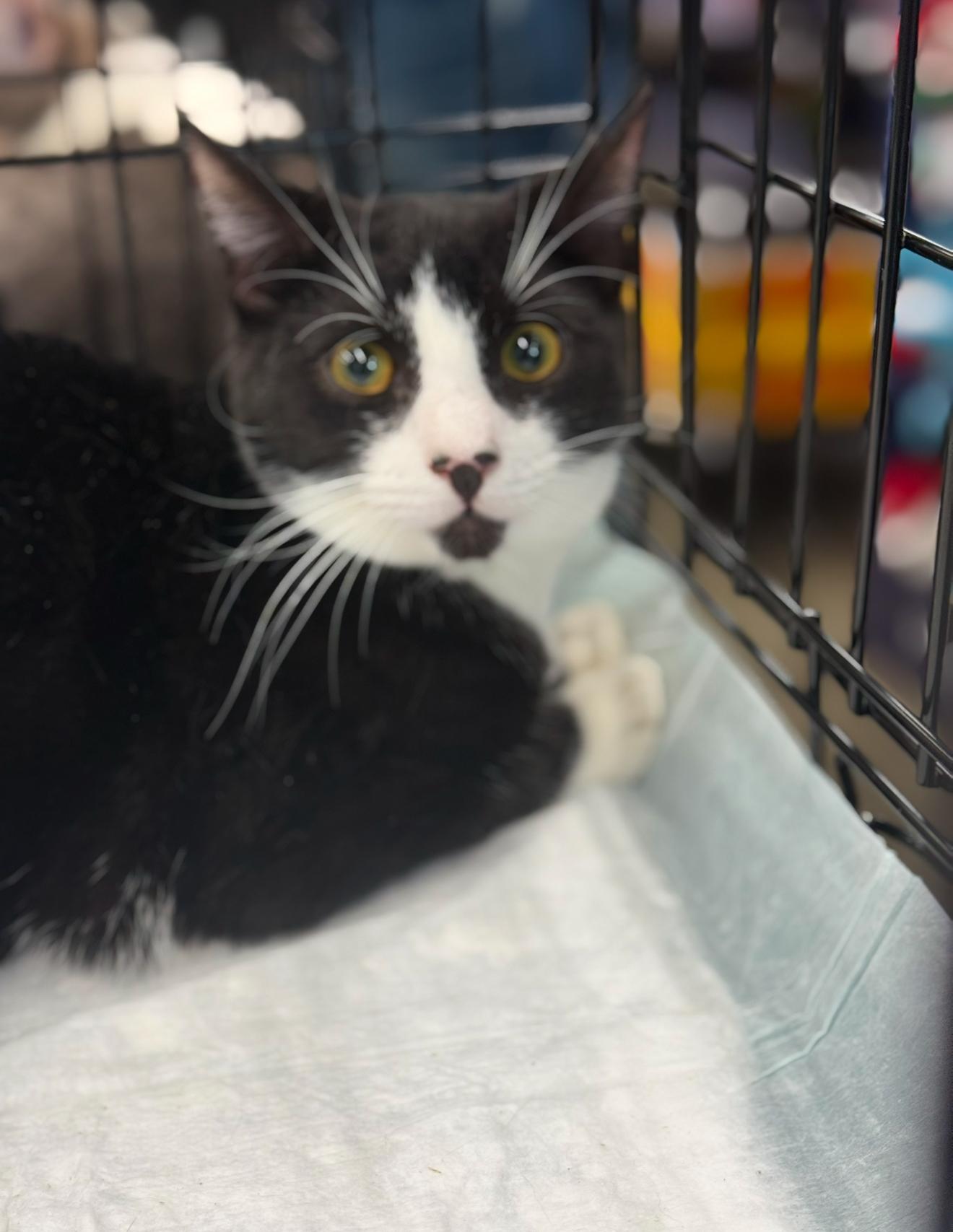 Targee, a Adoptable American Shorthair in Staten Island, NY image 5/6